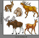 Set Forest Animals