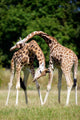 Giraffes