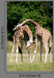 Giraffes