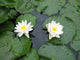 Two Water Lilies