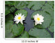 Two Water Lilies