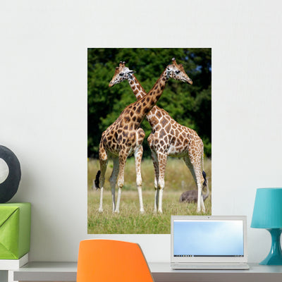 Giraffes Wall Mural shown on a wall
