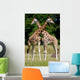 Giraffes Wall Mural