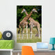 Giraffes Wall Mural