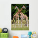 Giraffes Wall Mural