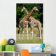 Giraffes Wall Mural
