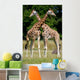 Giraffes Wall Mural