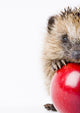 Hedgehog Apple