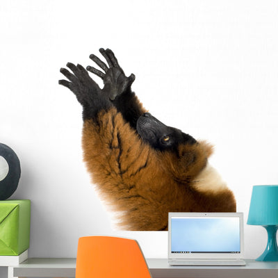 Red Ruffed Lemur Wall Decal shown on a wall