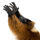 Red Ruffed Lemur Wall Decal