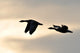 Graylag Geese in Flight Wall Mural