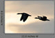 Graylag Geese in Flight Wall Mural