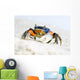 Crab on the Sand Wall Mural