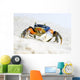 Crab on the Sand Wall Mural