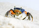 Crab on the Sand Wall Mural
