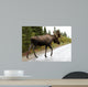 Bull Moose Alaska