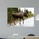 Bull Moose Alaska