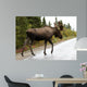 Bull Moose Alaska