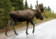 Bull Moose Alaska