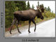 Bull Moose Alaska