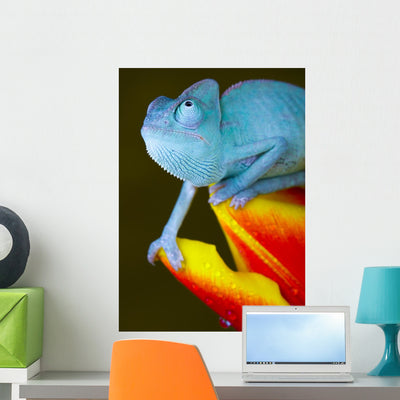Blue Chameleon Wall Mural shown on a wall