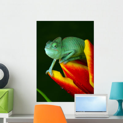 Green Chameleon Wall Mural shown on a wall