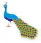 Bird Decals - An illustration of a peacock with long tail Wall Decal