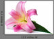 Wet Pink Lily Wall Decal