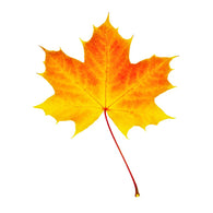 Discolored Autumn Leaf