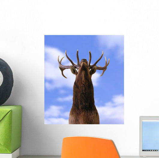 Buck From Below Wall Mural