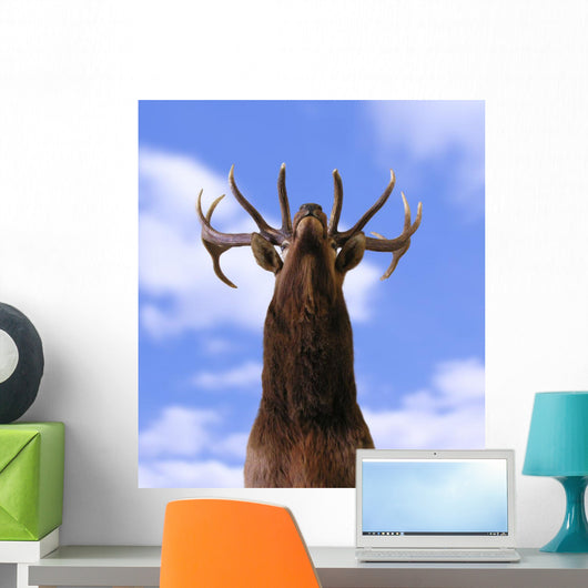 Buck From Below Wall Mural
