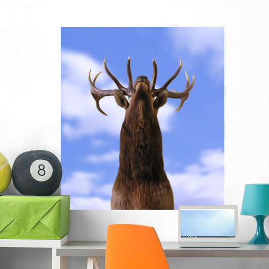 Buck From Below Wall Mural