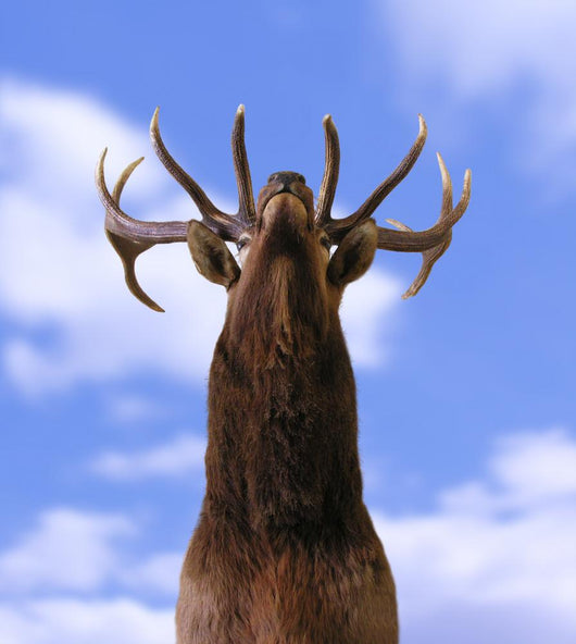 Buck From Below Wall Mural
