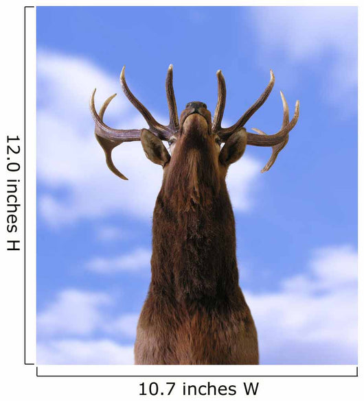 Buck From Below Wall Mural
