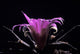 Flowering Cactus Ariocarpus Agavoides Wall Mural