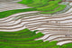 Three Farmers Work Old
