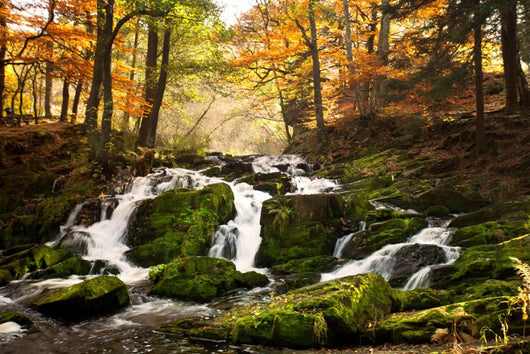 Waterfall Forest