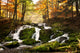 Waterfall Forest