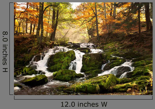 Waterfall Forest