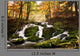 Waterfall Forest