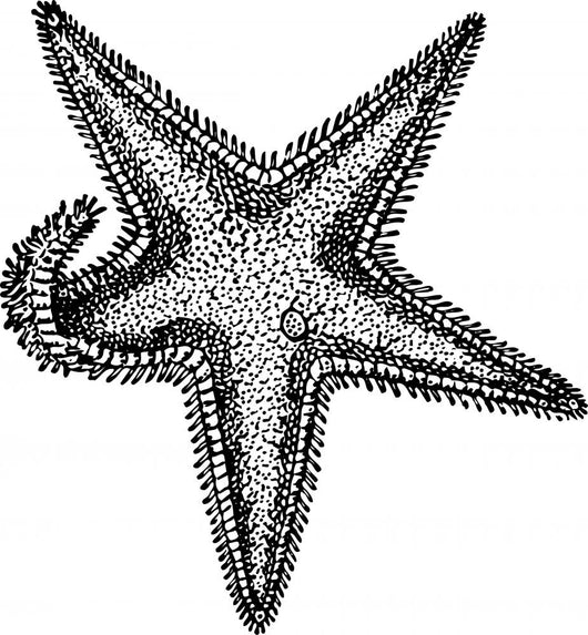 Sea Star