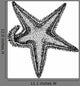 Sea Star