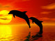 Jumping Dolphins Wall Mural
