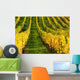 Vineyard Autumn