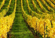 Vineyard Autumn