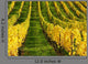 Vineyard Autumn