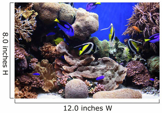 Traopical Fish Wall Mural