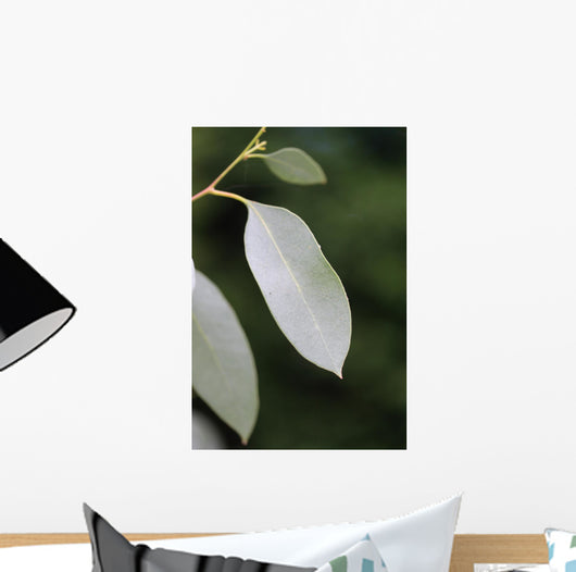 eucalyptus Wall Mural