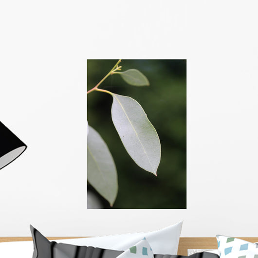 eucalyptus Wall Mural