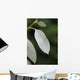 eucalyptus Wall Mural